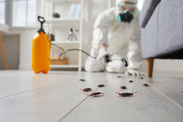 Commercial Rodent Management in Eldorado